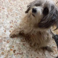 واگذاری سگ|سگ|آبادان, |دیوار