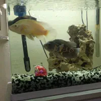 ماهی اسکار|ماهی|باغستان, |دیوار