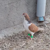 کبوتر ساده زرد نر لک دار پرشی