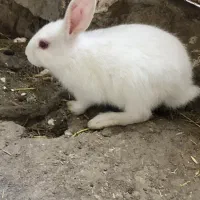 خرگوش