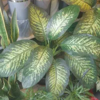 گل فروشی سینا تخفیف روز مادر