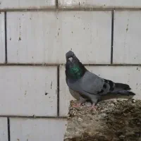 کبوتر سبز آبادانی خون خالص|پرنده|بندر ماهشهر, |دیوار