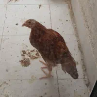 مرغ و یه عدد جوجه