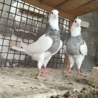 طوقی|پرنده|اصفهان, آزادان|دیوار