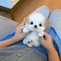 سگ جیبی عروسکی ۳۹۰۰به بالا