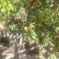 باغ در اسکو|فروش خانه و ویلا|اسکو, |دیوار