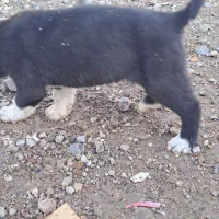 سگ دورگه اصل ونصبدار