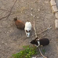 یک جفت خرگوش