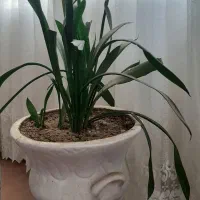گل زبان