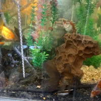 تعدادی ماهی گلد فیش