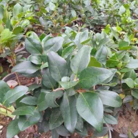 یاس و شمشاد و یوکا|گل و گیاه طبیعی|تنکابن, |دیوار