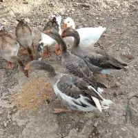 غاز