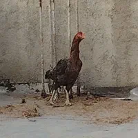 مرغ لاری طوس