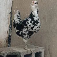 فروش مرغ گلین