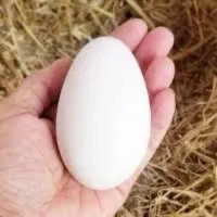 تخم تازه و ارگانیک غاز