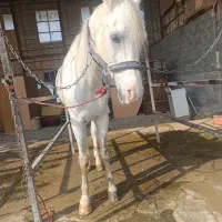 اسب عرب یکسر