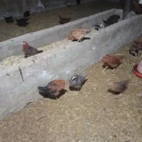 جوجه مرغ نیمچه