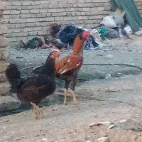 تعدادی مرغ خروس خانگی فروخته میشود|پرنده|ایرانشهر, |دیوار