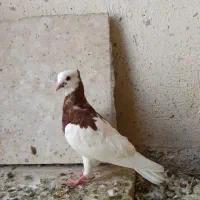 ۴عددکفتر مغلف رنگی