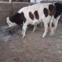 گوساله سیمینتال ماده