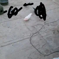 کبوتر گمشده