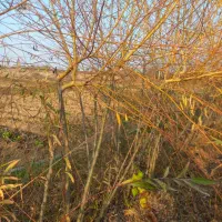 فروش انواع نهال|خدمات باغبانی و درختکاری|شهرکرد, |دیوار