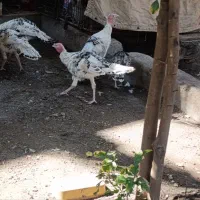 بوقلمون زیرمرغی امسالی