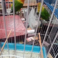 کوتوله برزیلی