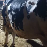 گاو ابستن هلشتاین