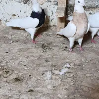 کبوتر|پرنده|کرمانشاه, |دیوار