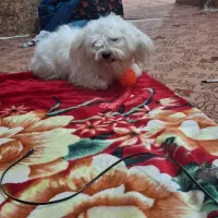 واگذاری سگ شیتزو|سگ|میناب, |دیوار