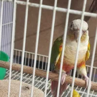 جفت گرینچیک