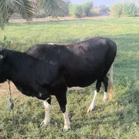 گاو اصیل
