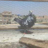 کفتر|پرنده|ماهدشت, |دیوار