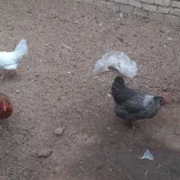 مرغ تخمی و چاغ|حیوانات مزرعه|کاشان, یحیی آباد|دیوار