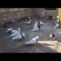 پرنده|پرنده|پیر بکران, |دیوار