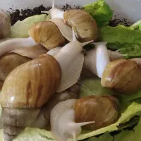 حلزون|خزنده|سبزوار, پیام|دیوار