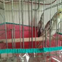عروس هلندی اصیل برا کسایی ک میخوان پرورش بدن
