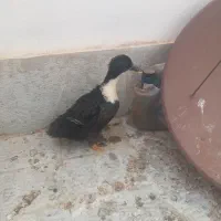 اردک|حیوانات مزرعه|هشتگرد, فاز ۳ مهستان|دیوار