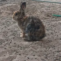 خرگوش مولد لپی هلندی اصل|موش و خرگوش|رفسنجان, |دیوار