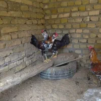 3عدد خروس جوان