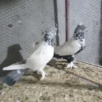 همه پرشی|پرنده|اردکان, |دیوار