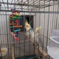 عروس هلندی زیبا