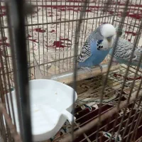 مرغ عشق انگلیسی