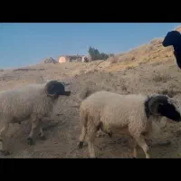 فروش فوری قوچ