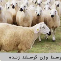 ذبح گوسفند درتمامی نقاط شیراز وعقیقه شبانه‌روزی