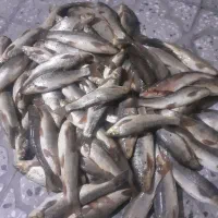 ماهی زرد پر