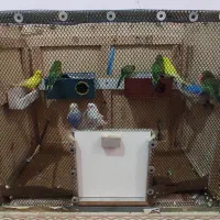 چهار جفت مرغ عشق تخم گذار و قفس|پرنده|دزفول, |دیوار