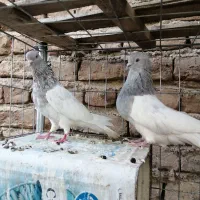 کله ای و زاغ