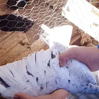 کبوتران سرور|پرنده|مبارکه, |دیوار